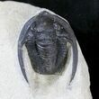 Nice Diademaproetus Trilobite - Foum Zguid, Morocco #28145-4